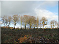 Row of trees in Cottingley Wood in BD16 1RB