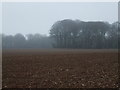 Misty field on the Gordano Round in BS48 1PB
