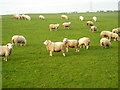 Field of Sheep Near Thorntonhall in G74 5AA