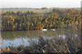 Swans on the River Lark in CB7 4SJ