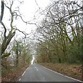 Road on Trinity Hill, passing Sir Harry Hill Plantation in EX13 5SL