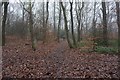 Trans Pennine Trail in Bowden Housteads Wood, Sheffield in S13 8HD