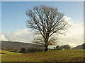 Solitary oak near Rhayader in LD6 5HH