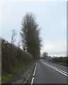 High hedge by A358 on Two Ash Hill in TA20 2PD