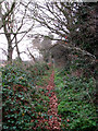 Path to Sheeps Walk Plantation in NR10 5QD