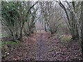 The northern edge of Savernake Forest seen from Cock-a-Troop Lane, looking south in SN8 3HN