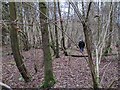 Walking through East Croft Coppice in SN8 2EU
