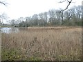 Reed beds at north end of Chard Reservoir in TA20 4AH