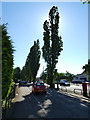 Poplars lining Grangemouth Road in FK1 1RS