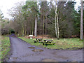 Picnic tables by car park and main track into Bowmont Forest in TD5 8EA