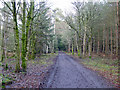 Track, Bowmont Forest in TD5 8EA