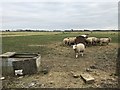 Sheep at Sandbank Farm, Wisbech St Mary in PE13 4SH