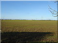 Crop field near Humbleton Hall in HU11 4NS