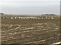 Foraging swans east of Thorney in PE6 0TS