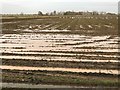 Swans on a waterlogged field near Thorney in PE6 0TS