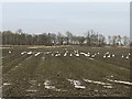 Swans on a harvested sugar beet field east of Thorney in PE6 0TS