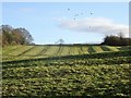 Ridge and furrow field in Little Eaton & Stanley Ward