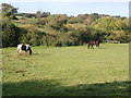 Grazing horses south of Gwespyr in Llanasa Community