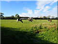 Cattle grazing north of Trelogan in CH8 9BQ