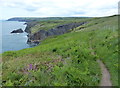 Pembrokeshire Coast Path at Bwn Bach in SA43 3BT