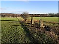 Old gate posts near Top Cliffe Wood in S35 7DF