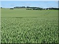 Wheat field at Burnside in KY13 9SH