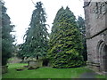 Trees at St. Lawrence's Church (Canon Pyon) in HR4 8YA
