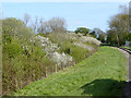 Blackthorn by the railway in PO33 4AU