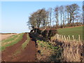 Woodland strip by track near Prenderguest in the Scottish Borders in TD14 5RP