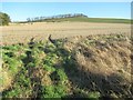 Field-drain crossing near Prenderguest in the Scottish Borders in TD14 5RP