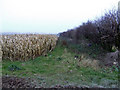 Strip of maize in LN7 6AU