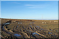 Earthen field with grazing sheep in DH6 3HA