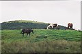 Horses in a field, High Marebeck in CA23 3AF