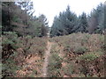 Llwybr o fewn y goedwig / Path within the forestry in SA8 3XZ