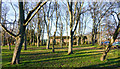 Trees in Paddy Freeman's Park in NE7 7DN