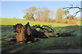 Fallen tree, Lupton Park in TQ5 0HQ