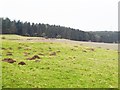 Field with molehills at Shildonhill Farm in NE43 7XA