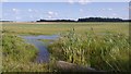 Wetland off Blagdon Lane in NE23 8AX