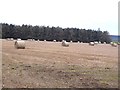 Field with bales and shelter belt in NE43 7UZ