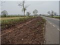 Laid hedge near Staunton in GL19 3RE