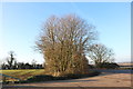 Tree by the B4027, Noke in OX3 9TT