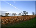 Maize crop at Wotton, January 2020 in RH4 3LP