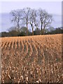 Standing maize crop north of Wotton church in RH4 3LP
