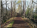 The Derwent Walk in Make-me-Rich Plantation in NE39 1HH