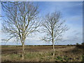 Roadside trees near Wymondham in LE14 2RX