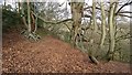 Trees in Habberley Valley in Kidderminster Foreign