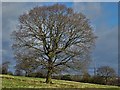 Tree west of Fulstone Road in HD4 6XQ