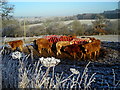 Cattle Feeding in Frosty Field in DG2 0UL