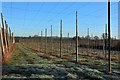 Hop field at Hoads Farm in TN18 5PT