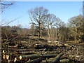 Felling, Barrack Wood in TN25 5NG